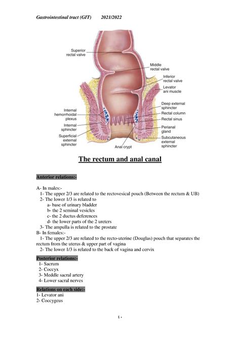 Rectum And Anal Canal Gastrointestinal Tract Git 2021 2022 Dr