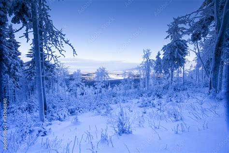 Las w zimie Stock-Foto | Adobe Stock