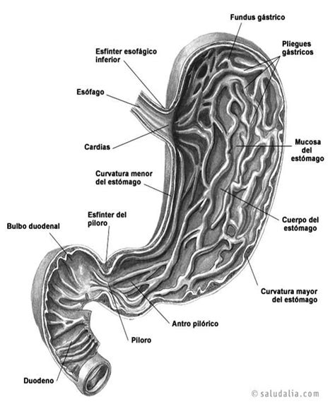 1 Anatomía Del Estómago Y Partes Que Lo Conforman Download