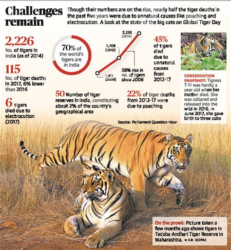 Tigers in India | Project tiger, Tiger species, Tiger conservation
