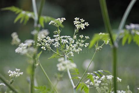 The Stems Leaves And Flowers Of Yarrow On A Blurred Green Background