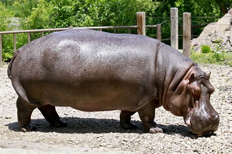 About Hippos Hippo Facts For Kids And Pictures Online Pets