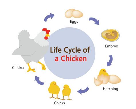 Ciclo De Vida Del Pollo Aprende Las 4 Etapas Clave Guia 2025