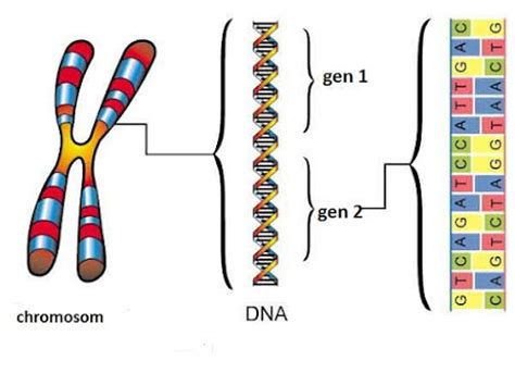 I Genetyka No Nik Informacji Genetycznej Dna Klasa Viii