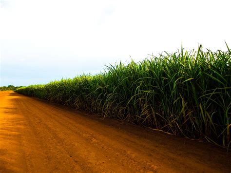 Moagem da cana de açúcar em MS atinge 18 5 milhões de toneladas