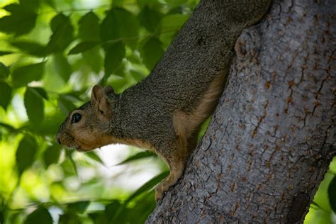 Fox Squirrel Climbing A Tree Free Stock Photo Public Domain Pictures