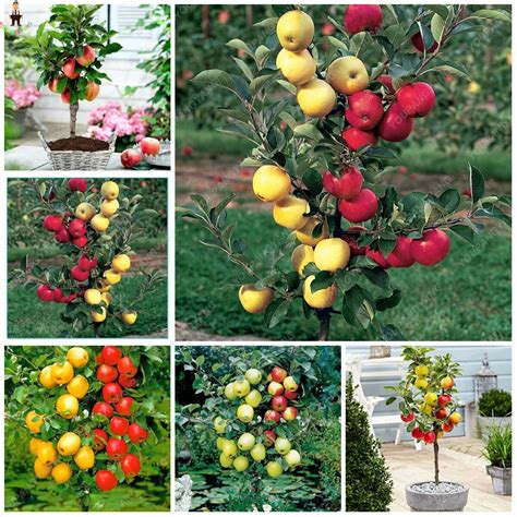 Fruit Trees - Home Gardening Apple, Cherry, Pear, Plum: Miniature Dwarf ...