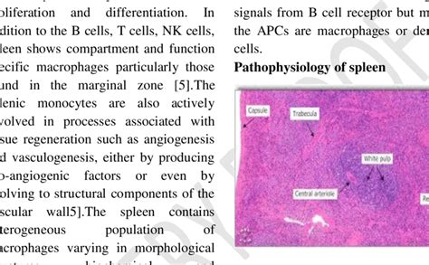 Histology Of Normal Human Spleen Download Scientific Diagram