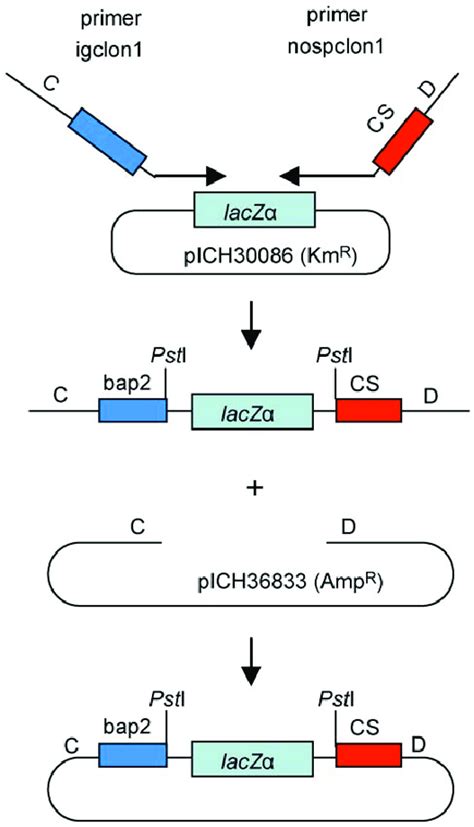 Construction Of QC Cloning Vectors QC Cloning Vectors Can Be Prepared