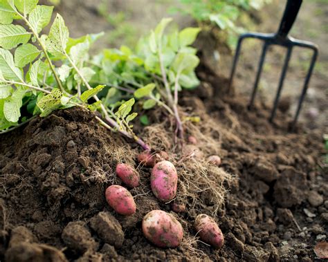 Potato Companion Plants Best Plants To Grow With Potatoes Homes And Gardens