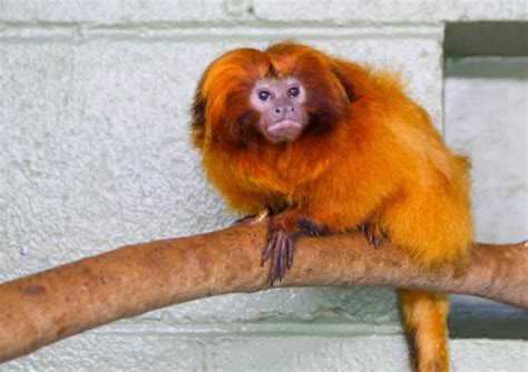 Audubon Zoo Celebrates Golden Lion Tamarin Day With New Babies