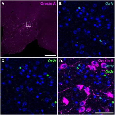 Whole Brain Mapping Of Orexin Receptor MRNA Expression Visualized By