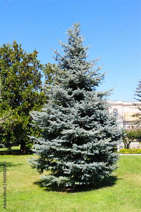 Picea Pungens Glauca Lonely In The Garden Stock Photo Adobe Stock