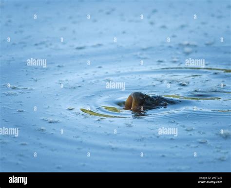 Fish Mouth Hi Res Stock Photography And Images Alamy