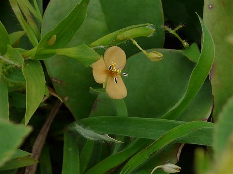 Murdannia lanuginosa Wall ex C B Clarke G Brückn Flickr