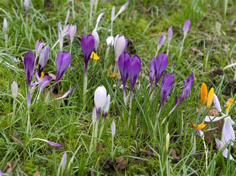 Krokusse Im Botanischen Garten Wuppertal Rainer Blankermann Flickr