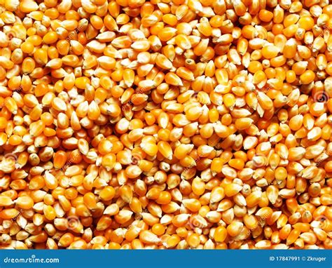 Corn kernels stock image. Image of vegetarian, maize - 17847991