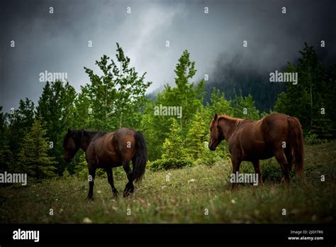 Wild Horses In Alberta Provincial Park Stock Photo Alamy