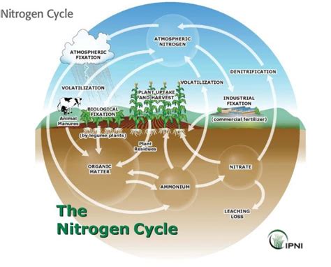 Nitrogen Cycling In Agriculture Cooperative Extension University Of