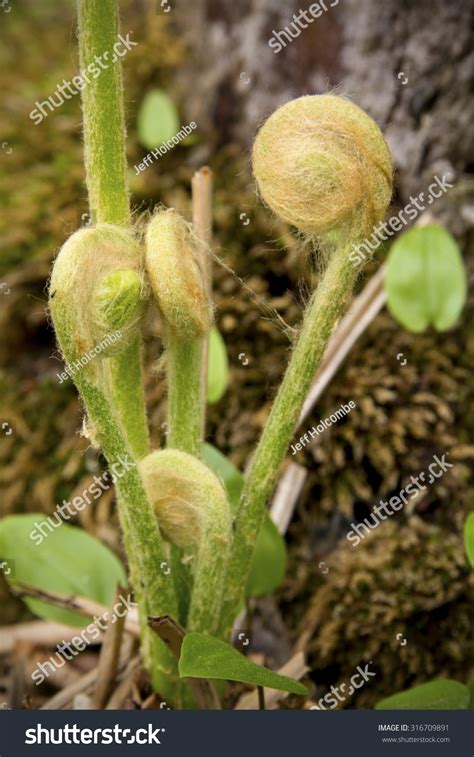 Loose Cluster Of Fern Fiddleheads Osmunda In The Spring Woods Of