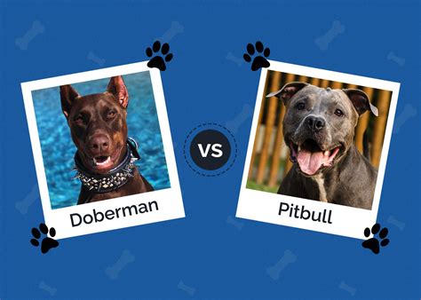 Doberman Vs Pitbull What Are The Differences Hepper