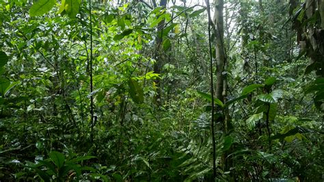 Dihing Patkai Where Owls Thrive