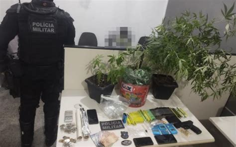 Policiais encontram pés de maconha dentro de residência no Novo Paraíso