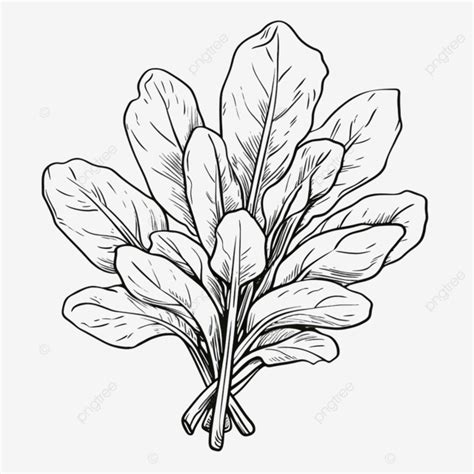 Spinach Clip Art Black And White