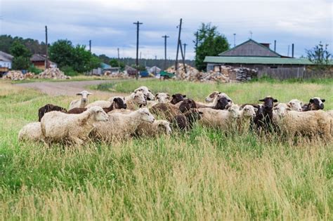 Premium Photo Flock Of Sheep Graze In Grass Near Village