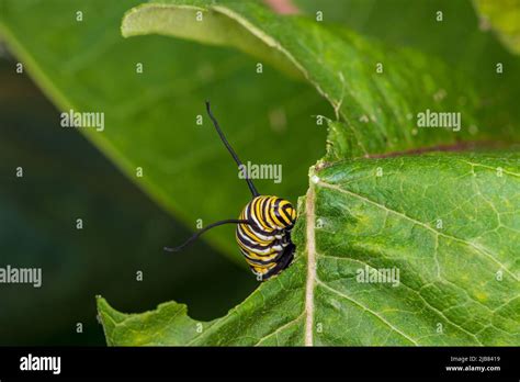 Monarch Butterfly Caterpillar Eating Leaf Of Milkweed Plant Insect And