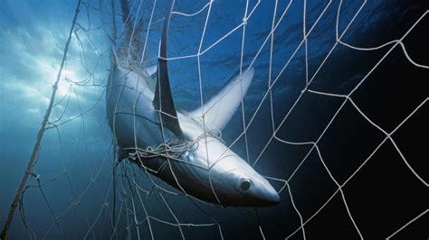 Petition · Get Shark Nets out of Australia! - United States · Change.org