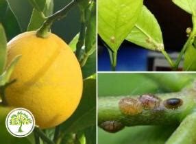 Подкормка домашних цитрусовых растений