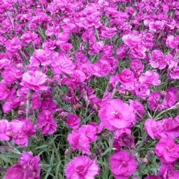 Dianthus Plum Gr Pretty Flamingo Carmine Letitia Wyatt Oeillet