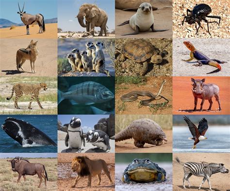 Find the Animals of Namibia Quiz - By alvir28