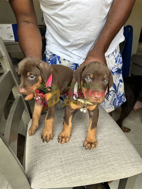 DOBERMAN PUPS FOR SALE - Montego Bay