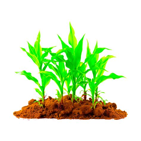 Corn Plants Aesthetic 26756670 Png