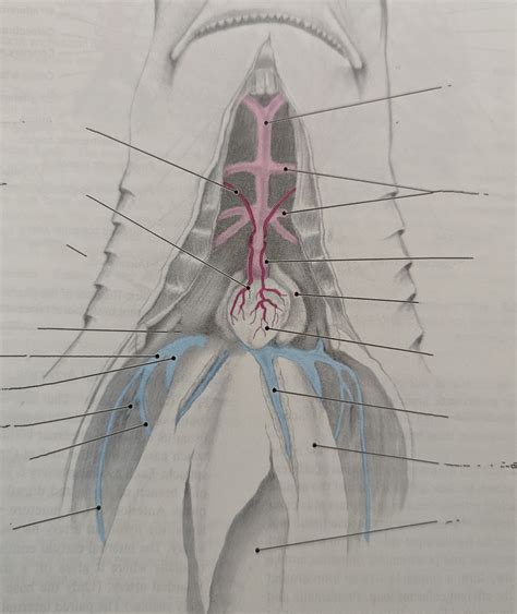 Shark Heart Ventral Diagram Diagram Quizlet