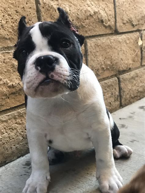 American Bully Puppies For Sale Van Nuys Los Angeles Ca