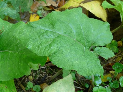 20 Plantes Sauvages Comestibles Facilement Identifiables