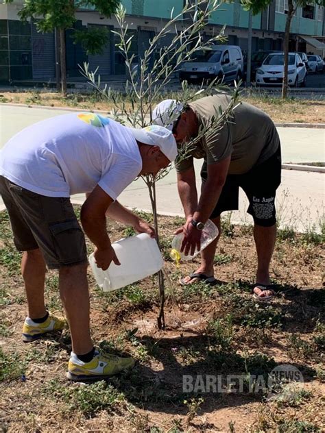 Barletta NEWS24 Al Parco Degli Ulivi Piantati Nuovi Alberi