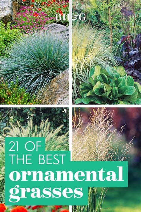 Of The Best Ornamental Grasses To Add Unbeatable Texture To Your