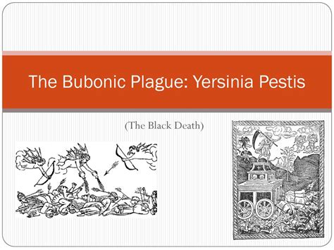 The Bubonic Plague Yersinia Pestis Ppt Download