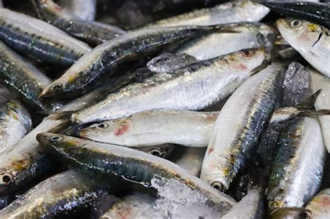 PESCA DA SARDINHA REABRIU HOJE Rádio Foz do Mondego