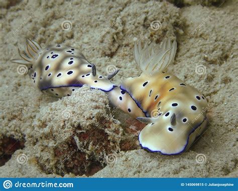 Primer Con El Tryoni De Acoplamiento De Hypselodoris Del Nudibranch En