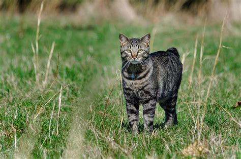 Mačka sa karakterom psa - Pet Magazine