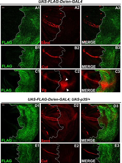 Figures And Data In E Ubiquitin Ligase Deltex Facilitates The