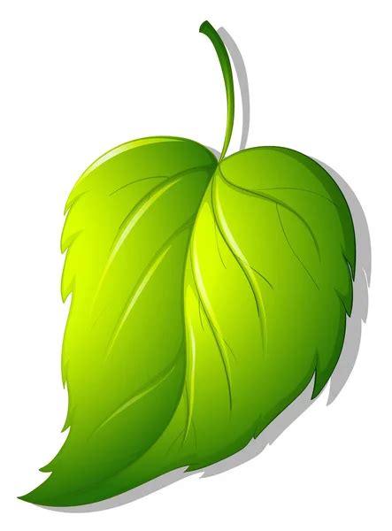 Daun Kartun Vektor Stok Ilustrasi Daun Kartun Bebas Royalti