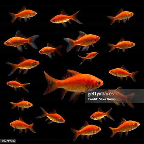 Worlds Largest Fish Photos And Premium High Res Pictures Getty Images