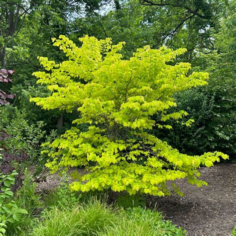 Cercis Canadensis Hearts Of Gold Midwest Groundcovers Llc