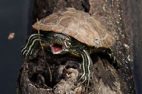 Mad Turtle Photograph by BuffaloWorks Photography - Fine Art America